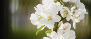 Close up of white cherry blossoms. The cover image for the Sympathy Collection