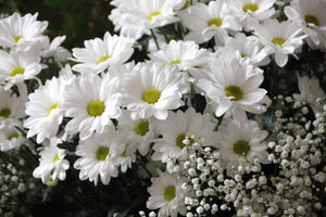 Close up of white daisy bouquet adorned by smaller white flowers. The cover image for the Baby Collection.