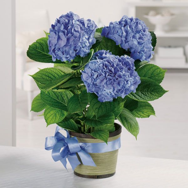 light blue Hydrangea plant in a textured pot with a light blue ribbon.