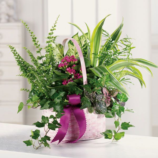 Arrangement of ferns, palm and polka dot plants, ivy, dieffenbachia, dracaena, and toped off with kalanchoe in a pink basket.