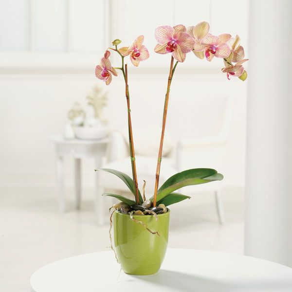 White orchid with speckles of pink sitting in a vase 